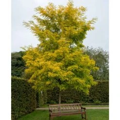 Golden False Acacia | Robinia Pseudoacacia 'Frisia' -FruitSprout Shop TR019212L add image 1 3c40
