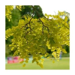 Golden False Acacia | Robinia Pseudoacacia 'Frisia' -FruitSprout Shop TR019212L add image 2 c05d