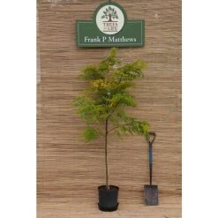 Golden False Acacia | Robinia Pseudoacacia 'Frisia' -FruitSprout Shop TR019212L add image 3 22de