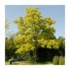 Golden False Acacia | Robinia Pseudoacacia 'Frisia' -FruitSprout Shop TR019212L main image 22d1