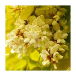 Golden False Acacia | Robinia Pseudoacacia 'Frisia' -FruitSprout Shop TR019212L rollover image 895f