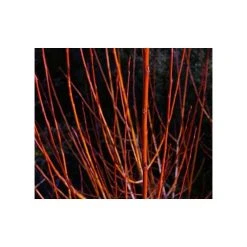 Salix alba 'Britzenis' | Willow Tree -FruitSprout Shop TR0193 add image 1 fc9b