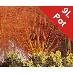 Salix alba 'Britzenis' | Willow Tree -FruitSprout Shop TR0193 add image 2 347a