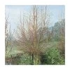 Salix alba 'Britzenis' | Willow Tree -FruitSprout Shop TR0193 main image f171
