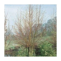 Salix alba 'Britzenis' | Willow Tree