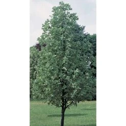 Sorbus aria 'Lutescens' | Rowan Tree -FruitSprout Shop TR01979L add image 2 bf26