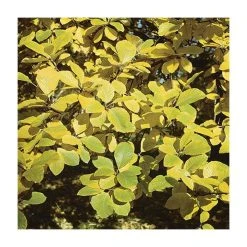 Sorbus aria 'Lutescens' | Rowan Tree -FruitSprout Shop TR01979L rollover image 0d15