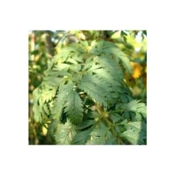 Sorbus aucuparia 'Asplenifolia' | Rowan Tree -FruitSprout Shop TR01999L add image 1 a3f0
