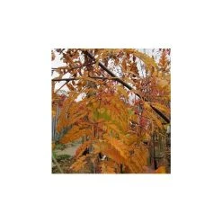 Sorbus aucuparia 'Asplenifolia' | Rowan Tree -FruitSprout Shop TR01999L rollover image a820