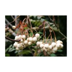 Sorbus cashmiriana | Rowan Tree -FruitSprout Shop TR02009L add image 1 5c7e