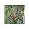 Sorbus aucuparia 'Chinese Lace' | Rowan Tree -FruitSprout Shop TR02019L main image ec35