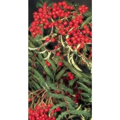 Sorbus aucuparia 'Chinese Lace' | Rowan Tree 5 Sorbus aucuparia 'Chinese Lace' | Rowan Tree -FruitSprout Shop TR02019L rollover image ba3a