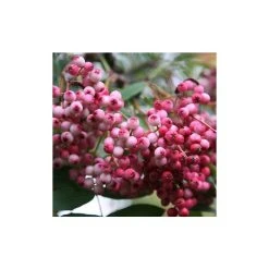Sorbus hupehensis 'Pink Pagoda' | Rowan Tree 5 Sorbus hupehensis 'Pink Pagoda' | Rowan Tree -FruitSprout Shop TR02029L rollover image ca36