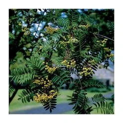 Sorbus 'Joseph Rock' | Rowan Tree -FruitSprout Shop TR02039L add image 1 a4b2