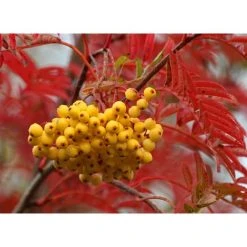 Sorbus 'Joseph Rock' | Rowan Tree -FruitSprout Shop TR02039L add image 2 432e