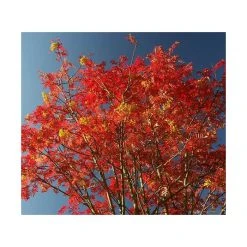 Sorbus 'Joseph Rock' | Rowan Tree -FruitSprout Shop TR02039L add image 3 7f1c