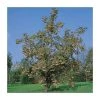 Sorbus 'Joseph Rock' | Rowan Tree -FruitSprout Shop TR02039L main image 2dae