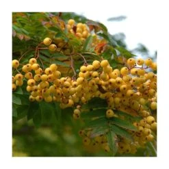 Sorbus 'Joseph Rock' | Rowan Tree -FruitSprout Shop TR02039L rollover image 4dac