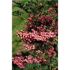 Sorbus vilmorinii | Rowan Tree -FruitSprout Shop TR02049L add image 1 7a0c