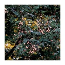 Sorbus vilmorinii | Rowan Tree -FruitSprout Shop TR02049L add image 2 95bb