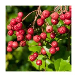 Sorbus vilmorinii | Rowan Tree -FruitSprout Shop TR02049L add image 4 b62b