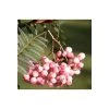 Sorbus vilmorinii | Rowan Tree -FruitSprout Shop TR02049L main image 409e