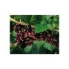 20-30cm Titania' Blackcurrant Bush | Bare Root 2 20-30cm Titania' Blackcurrant Bush | Bare Root -FruitSprout Shop TR0209BR main image 7c9f