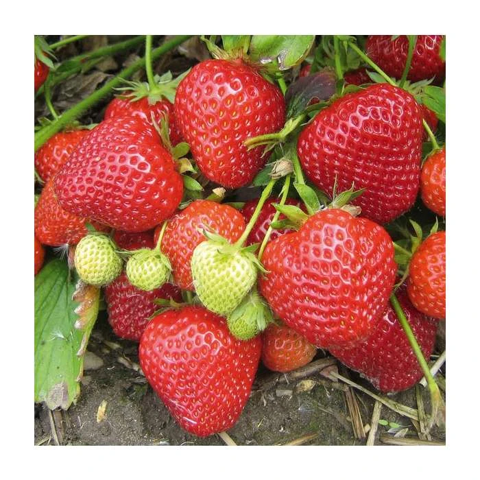 20-30cm Cambridge Favourite' Strawberry Plants | Pack of 5 Bare roots 3 20-30cm Cambridge Favourite' Strawberry Plants | Pack of 5 Bare roots