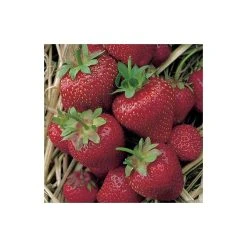 20-30cm Elsanta' Strawberry Plants | Pack of 5 Bare Roots -FruitSprout Shop TR0322 add image 2 2557