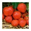 20-30cm Elsanta' Strawberry Plants | Pack of 5 Bare Roots 1 20-30cm Elsanta' Strawberry Plants | Pack of 5 Bare Roots -FruitSprout Shop TR0322 main image 46f2