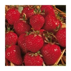 20-30cm Honeoye' Strawberry Plants | Pack of 5 Bare Roots -FruitSprout Shop TR0323 add image 1 7034