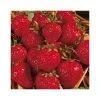 20-30cm Honeoye' Strawberry Plants | Pack of 5 Bare Roots -FruitSprout Shop TR0323 main image 4874