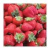 20-30cm Sonata' Strawberry Plants | Pack of 5 Bare Roots -FruitSprout Shop TR0325 main image e5da