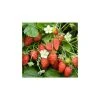 20-30cm Judibell' Strawberry Plants | Pack of 5 Bare Roots -FruitSprout Shop TR0326 main image d589