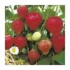 20-30cm Florence' Strawberry Plants | Pack of 5 Bare Roots -FruitSprout Shop TR0327 main image f58f