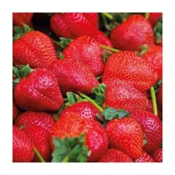 20-30cm Calypso' Strawberry Plants | Pack of 5 Bare Roots