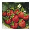 20-30cm Flamenco' Strawberry Plants | Pack of 5 Bare Roots -FruitSprout Shop TR0331 main image e21c