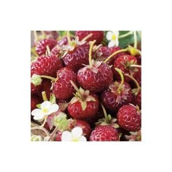 20-30cm Framberry' Strawberry Plants | Pack of 5 Bare Roots -FruitSprout Shop TR0332 add image 1 0c2b