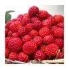 20-30cm Framberry' Strawberry Plants | Pack of 5 Bare Roots -FruitSprout Shop TR0332 main image 03e1