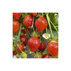 20-30cm 'Mara des Bois' Strawberry Plants | Everbearer | Pack of 5 Bare Roots 7 20-30cm 'Mara des Bois' Strawberry Plants | Everbearer | Pack of 5 Bare Roots -FruitSprout Shop TR0333 add image 1 5e71