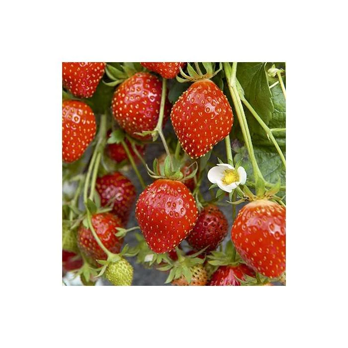 20-30cm 'Mara des Bois' Strawberry Plants | Everbearer | Pack of 5 Bare Roots 5 20-30cm 'Mara des Bois' Strawberry Plants | Everbearer | Pack of 5 Bare Roots - Image 3