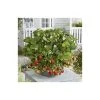 20-30cm 'Mara des Bois' Strawberry Plants | Everbearer | Pack of 5 Bare Roots