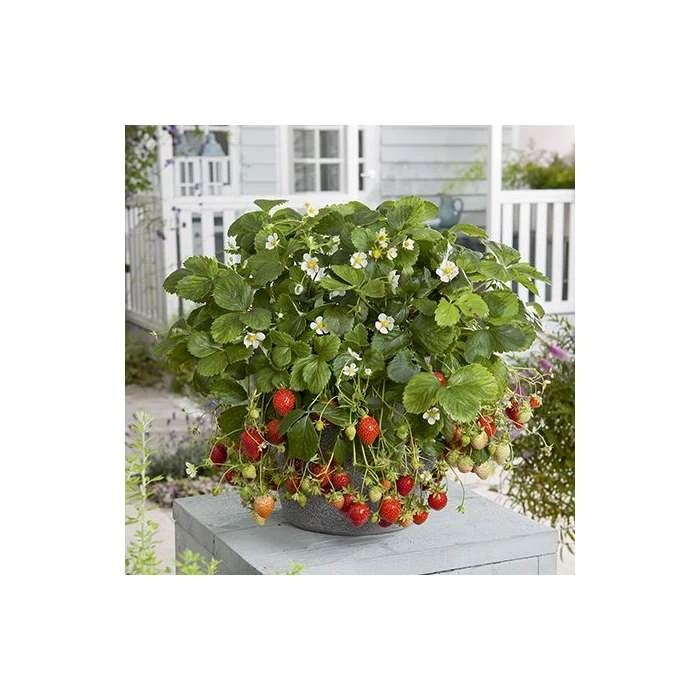 20-30cm 'Mara des Bois' Strawberry Plants | Everbearer | Pack of 5 Bare Roots 3 20-30cm 'Mara des Bois' Strawberry Plants | Everbearer | Pack of 5 Bare Roots