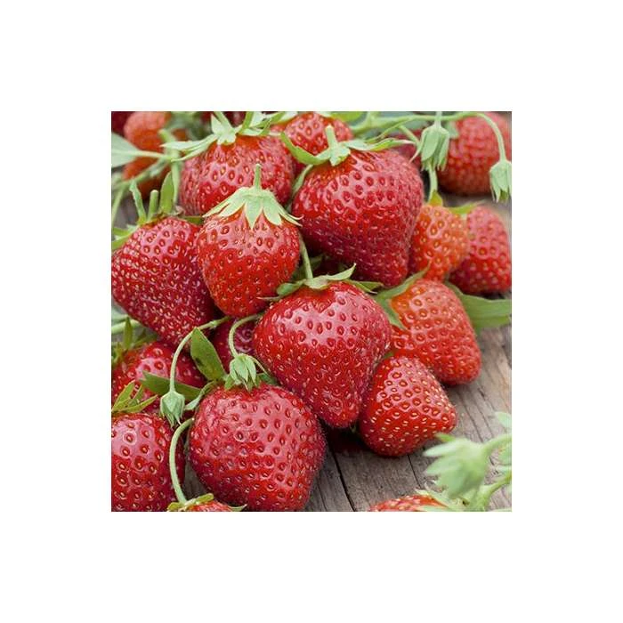 20-30cm 'Mara des Bois' Strawberry Plants | Everbearer | Pack of 5 Bare Roots 4 20-30cm 'Mara des Bois' Strawberry Plants | Everbearer | Pack of 5 Bare Roots - Image 2