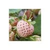 20-30cm 'Pineberry' Strawberry Plants | Pack of 5 Bare Roots 1 20-30cm 'Pineberry' Strawberry Plants | Pack of 5 Bare Roots -FruitSprout Shop TR0334 main image 3e58