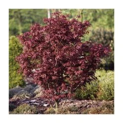 Acer palmatum 'Bloodgood' | Japanese Maple Tree -FruitSprout Shop TR037918L add image 1 9d4f