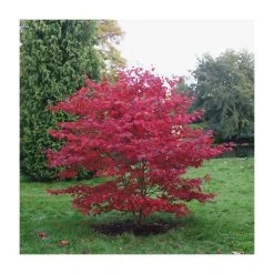 Acer palmatum 'Bloodgood' | Japanese Maple Tree -FruitSprout Shop TR037918L add image 2 e7f5