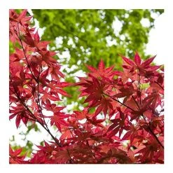 Acer palmatum 'Bloodgood' | Japanese Maple Tree -FruitSprout Shop TR037918L add image 3 fbdc