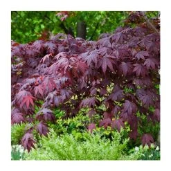 Acer palmatum 'Bloodgood' | Japanese Maple Tree -FruitSprout Shop TR037918L add image 4 da1f