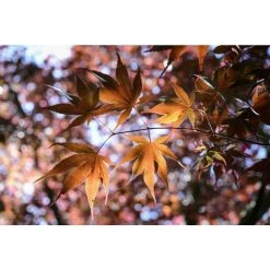 Acer palmatum 'Bloodgood' | Japanese Maple Tree -FruitSprout Shop TR037918L add image 5 d1d7